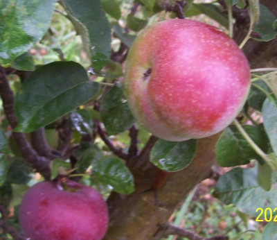 100_8775 Säulenapfel Vergleich.jpg