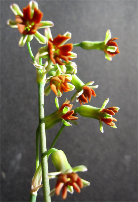 Tulbaghia-capensis1.jpg