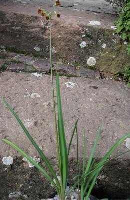 Tulbaghia-capensis2.jpg
