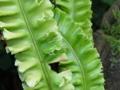 2021-08-24 Farne Asplenium scolopendrium 'Crispum Speciosum'.jpg