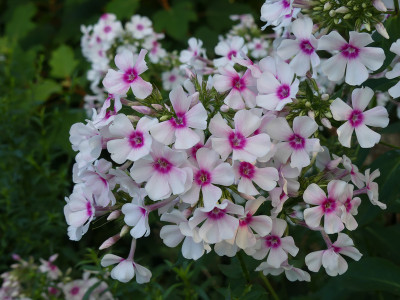 2021-08-24 Phlox 'Kirmesländler' A.jpg