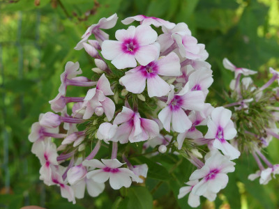2021-08-24 Phlox 'Kirmesländler' B.jpg