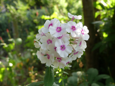 2021-08-24 Phlox 'Kirmesländler' C.jpg