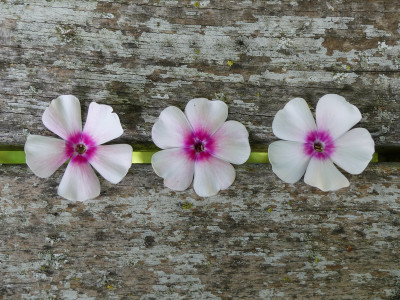 2021-08-24 Phlox 'Kirmesländler' ABC.jpg