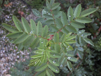 blatt_pimpinella.jpg