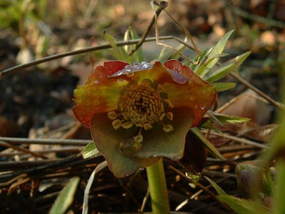 DSCF0053.JPG