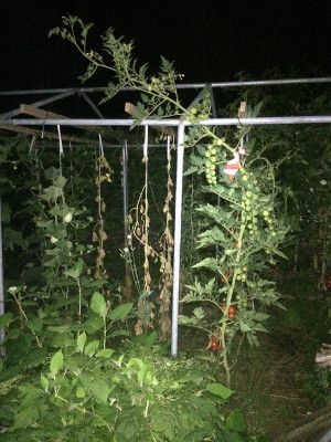 Annico 20210824.JPG