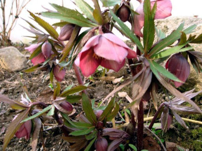 H.torquatus_07.jpg