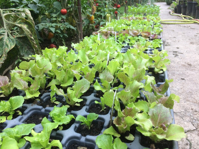 Salat 20210818.JPG