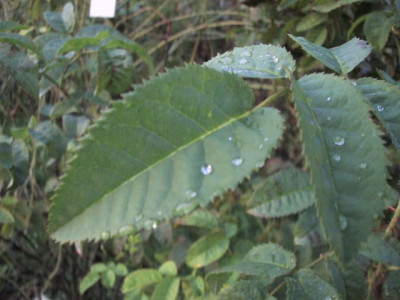 blatt_albar..jpg