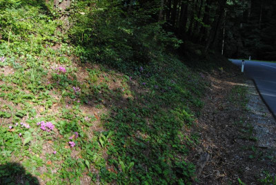 DSC_0997.JPG