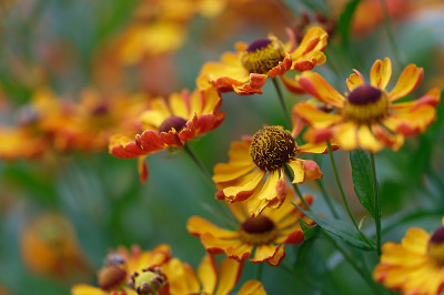 DSC_2773_DxO.jpg