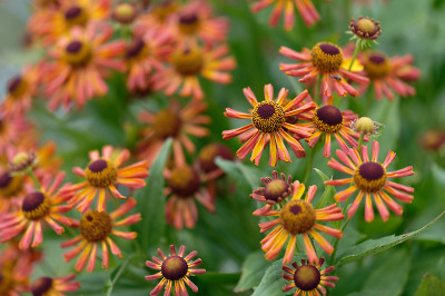 DSC_2775_DxO.jpg