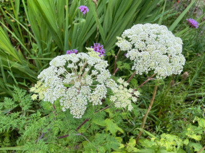 Selinum wallichianum August 2021.jpg