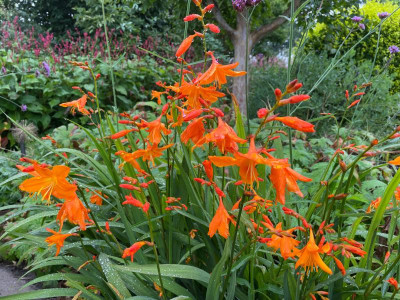 Crocosmia Star of the East August 2021.jpg