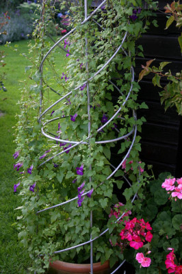 Kletterndes_Lowenmaulchen1207.jpg