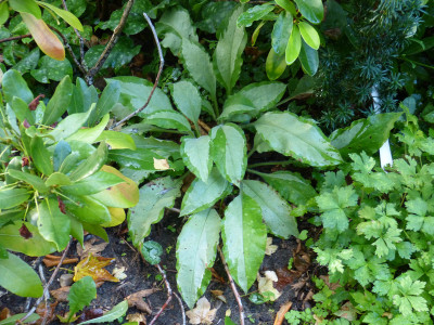 2019-08-18 Pulmonaria.jpg
