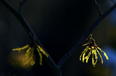 Hamamelis_Pallida_1_02-02-2008.jpg