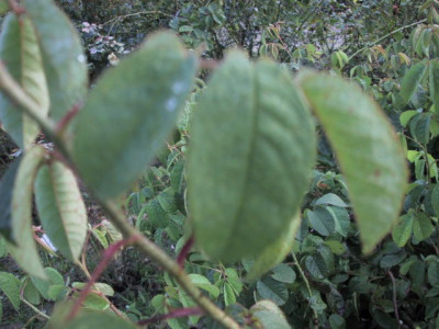 blatt_gallica.jpg