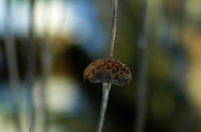 Phlomis_1_02-02-2008.jpg