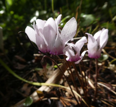 Cyclamen purpurascens 1 210826k.jpg