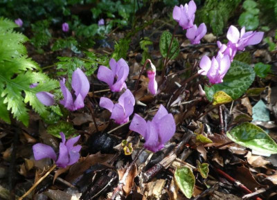 Cyclamen purpurascens 2 210826k.jpg