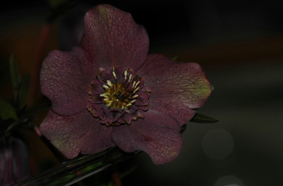 Helleborus_Ferdinandushof_1_03-02-2008.jpg