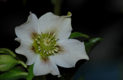 Helleborus_Ferdinandushof_2_03-02-2008.jpg