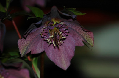 Helleborus_Ferdinandushof_3_03-02-2008.jpg
