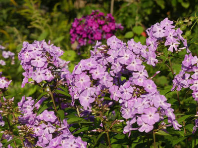 2021-08-24 Phlox 1.jpg