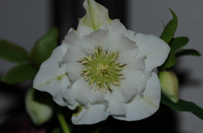 Helleborus_Coen_van_Poucke_1_03-02-2008.jpg