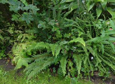 2021-08-26 Farne Polystichum setiferum 'Nantes'.jpg