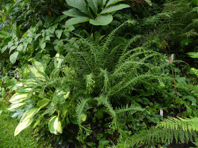 2021-08-26 Farne Athyrium filix-femina 'Dre's Dagger' 1.jpg