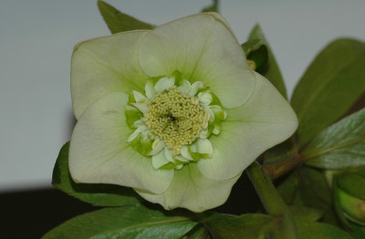 Helleborus_Coen_van_Poucke_2_03-02-2008.jpg