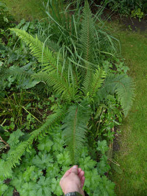2021-08-26 Farne Polystichum setiferum 'Dahlem' 2.jpg