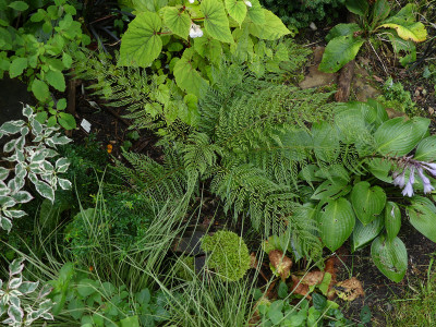 2021-08-26 Farne Polystichum setiferum 'Druery'.jpg