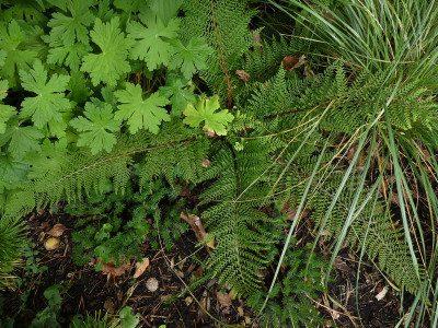 2021-08-26 Farne Polystichum setiferum 'Herrenhausen' 1.jpg