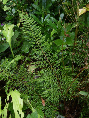 2021-08-26 Farne Polystichum setiferum 'Herrenhausen' 2.jpg