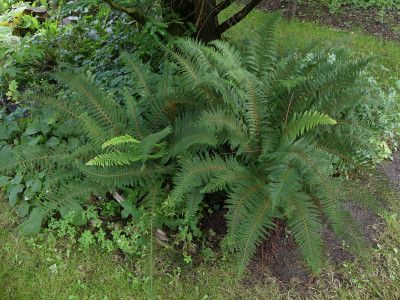 2021-08-26 Farne Polystichum setiferum.jpg