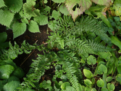 2021-08-26 Farne Polystichum setiferum ‘Cristato gracile Moly’.jpg