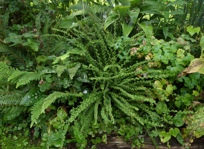 2021-08-26 Farne Athyrium filix-femina 'Frizelliae'.jpg