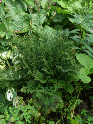 2021-08-26 Farne Dryopteris dilatata 'Lepidota Cristata' 1.jpg