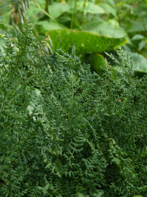 2021-08-26 Farne Dryopteris dilatata 'Lepidota Cristata' 2.jpg