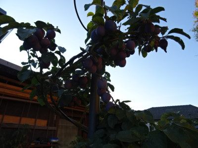 DSC00331.JPG