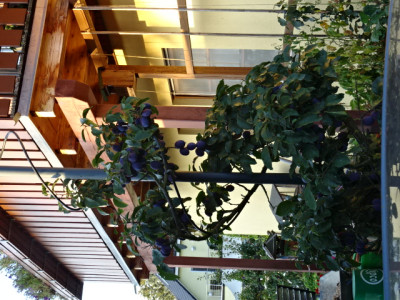 DSC00332.JPG