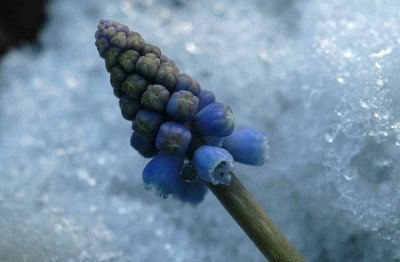 Muscari_1_02-02-2008.jpg