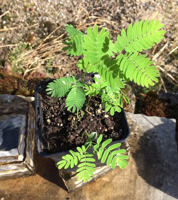 2021-08-27 Albizia.jpg