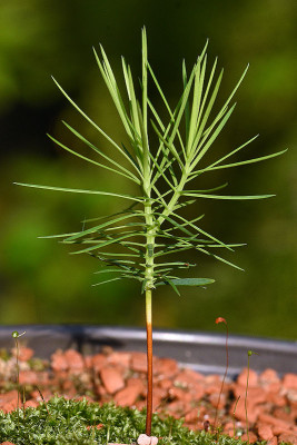 n_c_pancheri.jpg