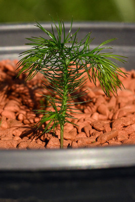d_araucarioides.jpg