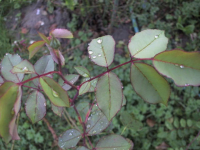 blatt_moschata.jpg